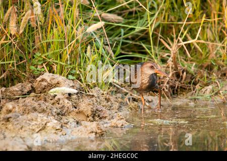 La ferrovia europea o ferrovia comune è una specie di uccelli della famiglia Rallidae. Foto Stock