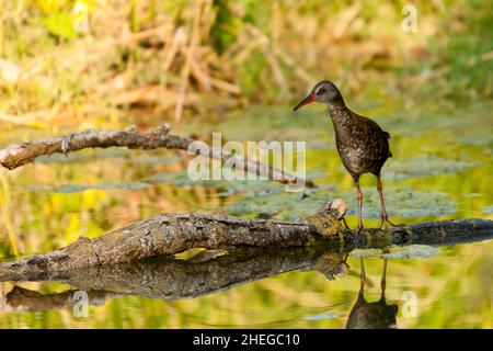 La ferrovia europea o ferrovia comune è una specie di uccelli della famiglia Rallidae. Foto Stock