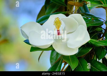 Una grande Magnolia Foto Stock