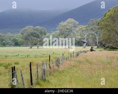 Luce tranquilla su alberi di gomma Foto Stock