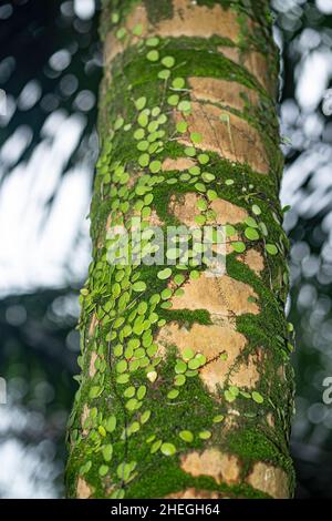 Primo piano di un tronco di albero coperto di muschio e la vite in scala drago. Sfondo sfocato Foto Stock