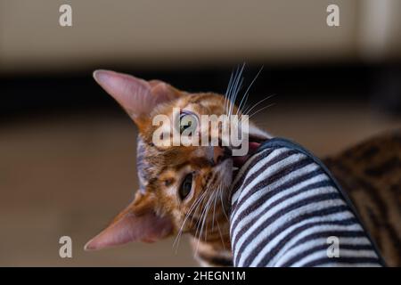 Divertente gatto bengala che gioca con le pantofole Foto Stock