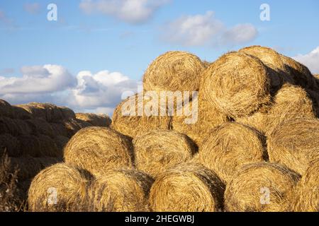 Enorme mucchio di fieno rotolato in balle posizionate l'una sull'altra come spaghetti con poche nuvole sul cielo blu sorprendente sullo sfondo. Raccolto di fieno d'oro Foto Stock