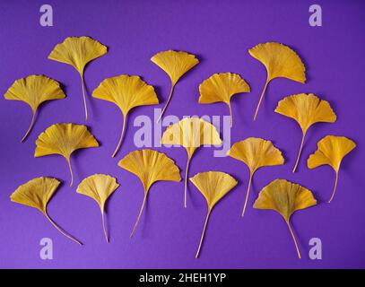 Pianta del periodo Jurassic Ginkgo Biloba. Foglie gialle su fondo lilla molto peri. Foglia autunnale di Ginkgo primo piano. Foto Stock