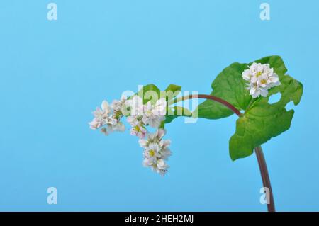 grano saraceno in fiore su sfondo blu Foto Stock