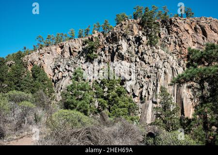 Pareti verticali con pini delle canarie, pinus canariensis vicino a Las Vegas, Tenerife, Isole Canarie, Spagna Foto Stock