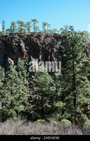 Pareti verticali con pini delle canarie, pinus canariensis vicino a Las Vegas, Tenerife, Isole Canarie, Spagna Foto Stock