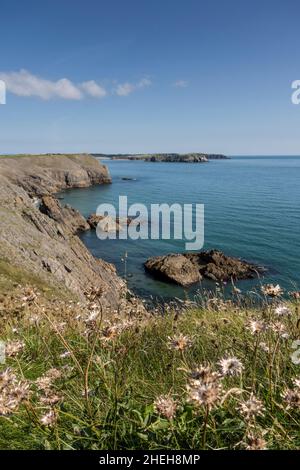 Vista dell'Isola di Caldey dal Pembrokeshire Coast Path vicino Penally, Galles Foto Stock