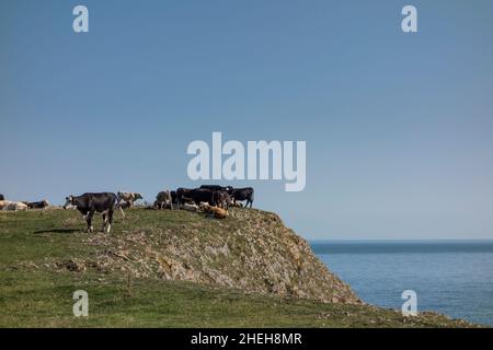 Mucche sul bordo della scogliera, Pembrokeshire Coast Path vicino Penally, Pembrokeshire, Galles Foto Stock