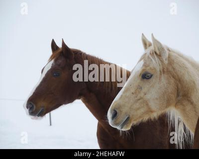 inverno di cavallo di neve Foto Stock