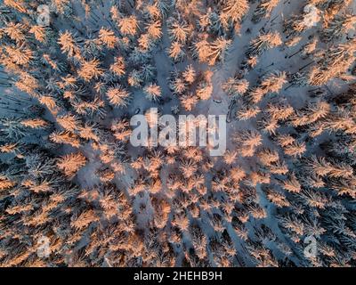 Inverno foresta di abeti con alberi di abete illuminati da caldo sole serale, vista dall'alto Foto Stock