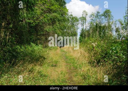 Killykeen Forest Park in estate, Co. Cavan, Irlanda Foto Stock