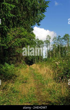 Killykeen Forest Park in estate, Co. Cavan, Irlanda Foto Stock