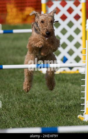 Airedale Terrier saltare sopra un ostacolo Foto Stock