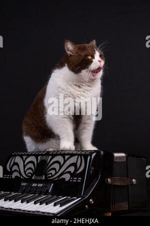 Carino gatto britannico shorthair seduto su fisarmonica isolato su sfondo nero studio Foto Stock