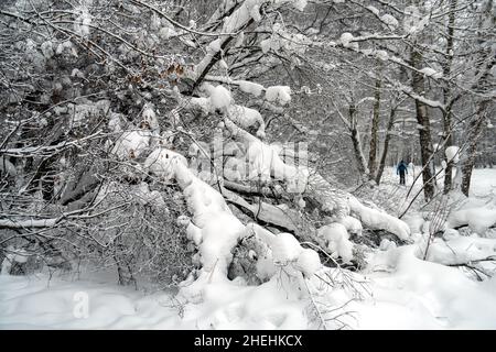 Rami di alberi ricoperti di neve in inverno Foto Stock