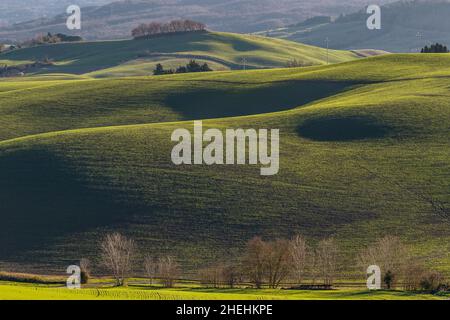 The green Tuscan hills in the winter season, Lajatico, Pisa, Italy Foto Stock