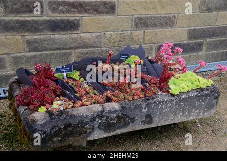 Una selezione di piante alpine in mostra in una piantatrice di pietra di Sink al di fuori della Casa alpina a RHS Garden Harlow Carr, Harrogate, Yorkshire, Inghilterra, Regno Unito. Foto Stock