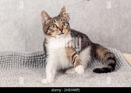 Divertente gattino grigio a righe seduto su un tappeto grigio. Foto Stock