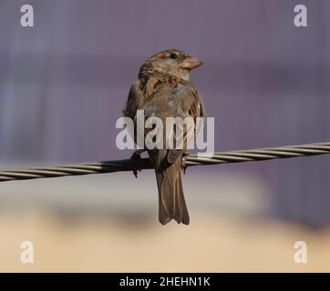 sparrow seduto su linea elettrica Foto Stock