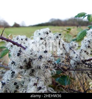 I frutti soffici della barba dell'uomo anziano (Clematis vitalba), conosciuta anche come la gioia del viaggiatore, crescono selvaggi lungo la cima di una siepe. Formato quadrato. Foto Stock