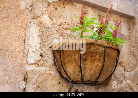 Vaso di iuta appeso su un muro di pietra corallina con pianta di fiori rosa Amaranth (Amaranthus). Foto Stock