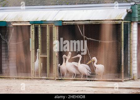 Heidelberg, Germania. 11th Jan 2022. I pellicani rosa si trovano in una gabbia dello Zoo di Heidelberg. Poiché l'influenza aviaria è stata rilevata in un'oca rossa morta allo Zoo di Heidelberg, la struttura sta chiudendo le sue voliere walk-in per il momento. Credit: Uwe Anspach/dpa/Alamy Live News Foto Stock