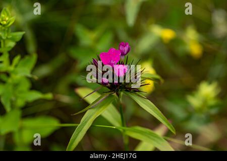 Dianthus barbatus fiore che cresce in montagna, da vicino Foto Stock