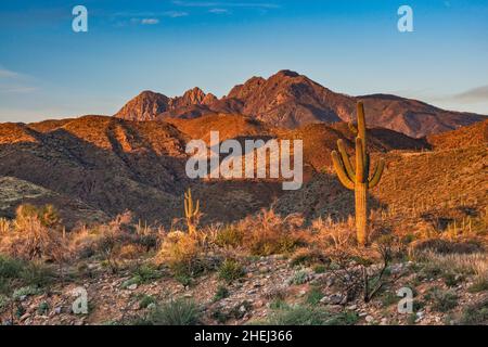 Massiccio di Four Peaks, nei Monti Mazatzal, saguaro gigante, alba, vista dalla strada 647 a Tonto Basin, vicino Cholla Campground, Arizona, Stati Uniti Foto Stock