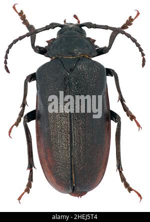 Prionus coriarius a volte indicato come il conciatore o il sawyer è una specie di coleottero di longhorn su uno sfondo bianco Foto Stock