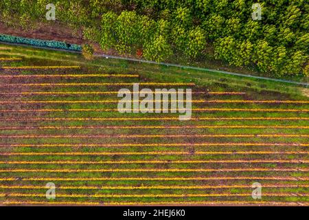 Autunno nelle grandi pianure della Tessaglia. Da qualche parte tra Giannouli e Ambelonas, Larissa, Tessaglia, Grecia. Foto Stock