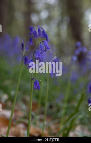 Bluebells in un bosco britannico in primavera. Fiori selvatici britannici che fioriscono negli alberi. Paesaggio della valle di Ribble Foto Stock