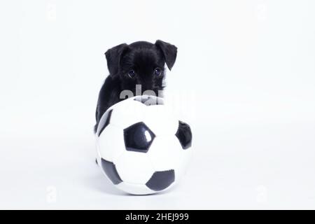 cucciolo nero isolato Foto Stock