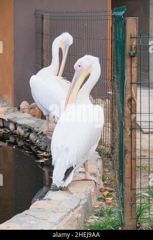 Pellicani che vivono nello zoo. Uccelli esotici bianchi, da vicino. Foto Stock