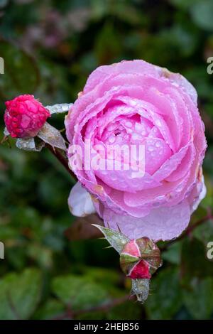 Particolare di una rosa inglese rosa rosa coperta di rugiada Foto Stock