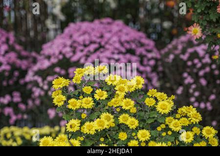 Gli hydrangeas graziosi accatastati l'uno sull'altro Foto Stock