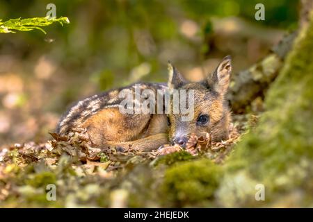 Adorabile capriolo capriolo (Capreolus capreolus) che riposa in dipendenza di camuffamento in foresta. Friesland, Paesi Bassi. Scena della fauna selvatica in natura d'Europa. Foto Stock
