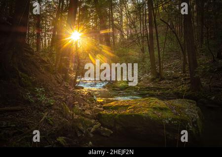 Ora d'oro mattutina lungo il Fiery Gizzard Trail sull'altopiano South Cumberland in Tennessee. Foto Stock