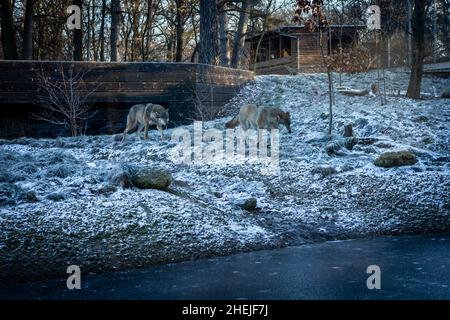 Wroclaw, Polonia - 27 dicembre 2021: Due lupi grigi nel giardino zoologico durante l'inverno. Foto Stock