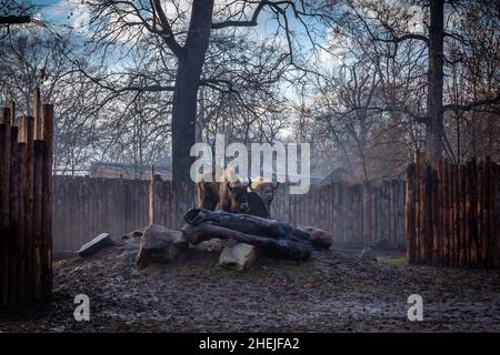 Wroclaw, Polonia - 27 dicembre 2021: Due bisoni europei adulti nello zoo. Giornata invernale con nebbia. Foto Stock