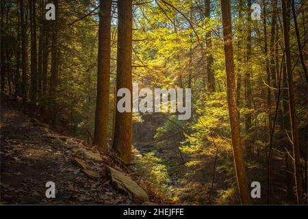 La luce del mattino presto filtra attraverso il baldacchino di branchi lungo il Fiery Gizzard Trail sul South Cumberland Plateau in Tennessee. Foto Stock