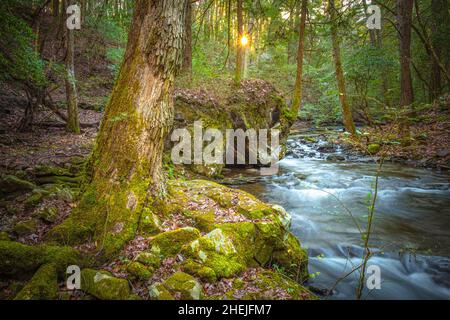 Il sole al mattino presto si snoda tra gli alberi lungo il Fiery Gizzard Trail sul South Cumberland Plateau in Tennessee. Foto Stock