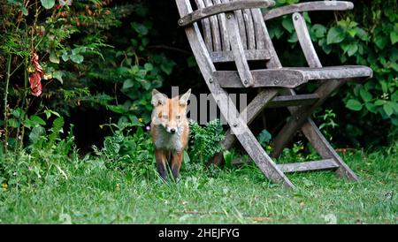 Urban volpe cucciolo giocare in giardino Foto Stock