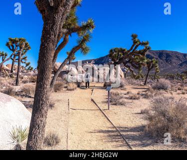 San Bernardino County, CA, USA - 5 gennaio 2022: Un escursionista cammina lungo il sentiero Cap Rock nel Joshua Tree National Park, San Bernardino County, California. Foto Stock