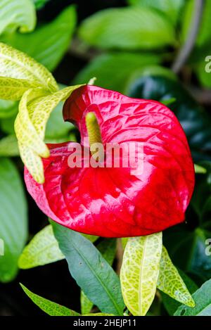 Anthurium (Flamingo fiore) Foto Stock