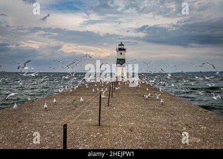 I gabbiani trovano il molo del faro del canale a Presque Isle sul lago Erie per essere un popolare luogo di spolveraggio. Foto Stock