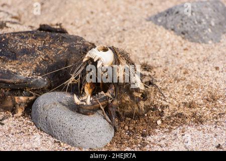 Un leone marino delle Galapagos morto (Zalophus wollebaeki) nelle isole Galapagos, Ecuador. Foto Stock