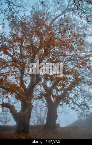 Platani nella nebbia nel villaggio di Megalovriso, comune di Agia, montagna Kissavos, Larissa, Tessaglia, Grecia. Foto Stock