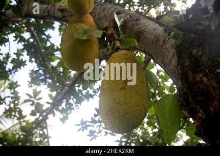 conde, bahia, brasil - 9 gennaio 2022: Frutta di Jackfruit in un albero di jackfruit nella città di Conde. Foto Stock