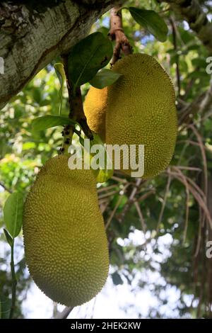 conde, bahia, brasil - 9 gennaio 2022: Frutta di Jackfruit in un albero di jackfruit nella città di Conde. Foto Stock